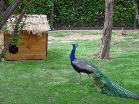 باغ پرندگان کیش باغ پرندگان کیش